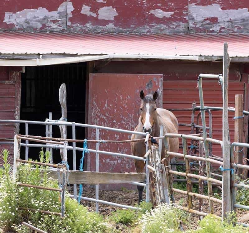 horse-riding-3b