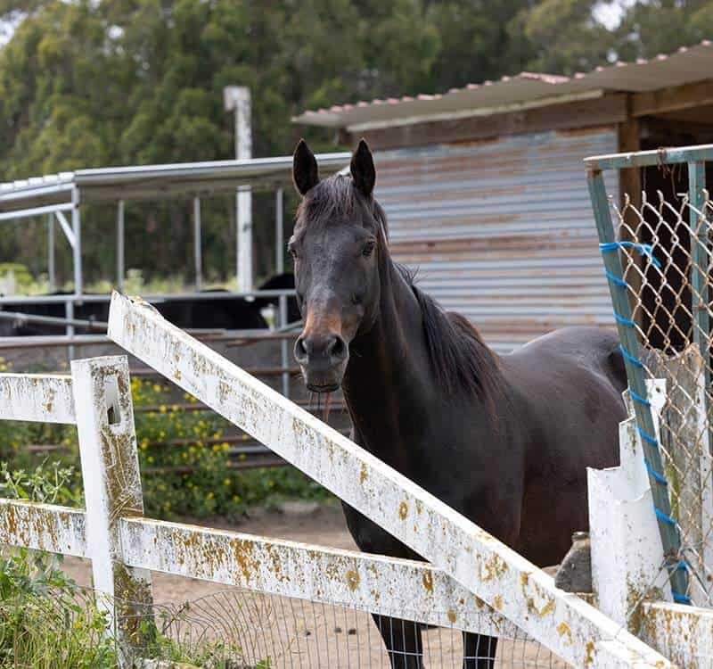 horse-riding-4b